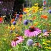 wildflowertrunk